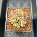 Echeveria 'Purple Peach' 3" Succulent Plant Cutting