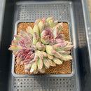 Echeveria 'Purple Peach' 3" Succulent Plant Cutting