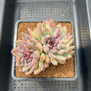 Echeveria 'Purple Peach' 3" Succulent Plant Cutting