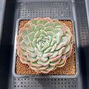 Echeveria 'Mona Lisa' 3" Succulent Plant Cutting