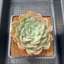 Echeveria 'Mona Lisa' 3" Succulent Plant Cutting