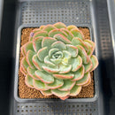 Echeveria 'Mona Lisa' 3" Succulent Plant Cutting