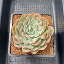 Echeveria 'Mona Lisa' 3" Succulent Plant Cutting