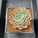 Echeveria 'Mona Lisa' 3" Succulent Plant Cutting