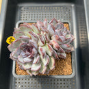 Echeveria 'Chocolate Grace' 4"-5" Succulent Plant Cutting