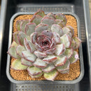 Echeveria 'Chocolate Grace' 4"-5" Succulent Plant Cutting