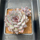 Echeveria 'Chocolate Grace' 4"-5" Succulent Plant Cutting