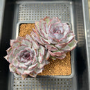 Echeveria 'Chocolate Grace' 4"-5" Succulent Plant Cutting