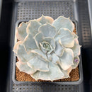 Echeveria Lilacina Variegated 3"-4" Succulent Plant Cutting