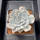 Echeveria Lilacina Variegated 3"-4" Succulent Plant Cutting