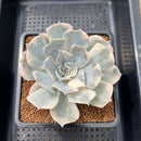 Echeveria Lilacina Variegated 3"-4" Succulent Plant Cutting