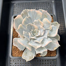 Echeveria Lilacina Variegated 3"-4" Succulent Plant Cutting