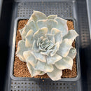 Echeveria Lilacina Variegated 3"-4" Succulent Plant Cutting