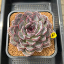 Echeveria 'Black Raccoon' 4"-5" Extra Large Succulent Plant Cutting
