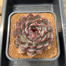 Echeveria 'Black Raccoon' 4"-5" Extra Large Succulent Plant Cutting
