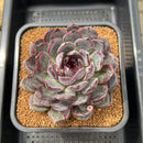 Echeveria 'Black Raccoon' 4"-5" Extra Large Succulent Plant Cutting