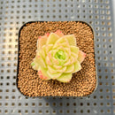 Echeveria 'Meloromance' 2" Succulent Plant Cutting