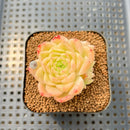 Echeveria 'Meloromance' 2" Succulent Plant Cutting