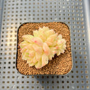 Echeveria 'Meloromance' 2" Succulent Plant Cutting