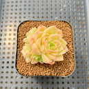 Echeveria 'Meloromance' 2" Succulent Plant Cutting