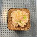 Echeveria 'Meloromance' 2" Succulent Plant Cutting