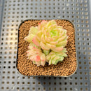 Echeveria 'Meloromance' 2" Succulent Plant Cutting