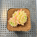 Echeveria 'Meloromance' 2" Succulent Plant Cutting