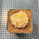 Echeveria 'Meloromance' 2" Succulent Plant Cutting