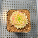 Echeveria 'Meloromance' 2" Succulent Plant Cutting