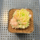 Echeveria 'Meloromance' 2" Succulent Plant Cutting