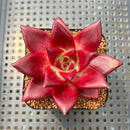 Echeveria Agavoides 'Luming' 2" Succulent Plant Cutting