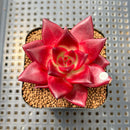 Echeveria Agavoides 'Luming' 2" Succulent Plant Cutting