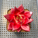Echeveria Agavoides 'Luming' 2" Succulent Plant Cutting