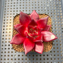 Echeveria Agavoides 'Luming' 2" Succulent Plant Cutting
