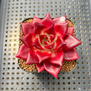 Echeveria Agavoides 'Luming' 2" Succulent Plant Cutting