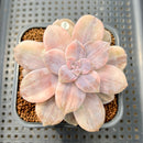 Quetzalcoatlia 'Pentandra Superba' Variegated 3"-4" Succulent Plant Cutting (Formerly Graptopetalum 'Pentandrum Superbum' Variegated)