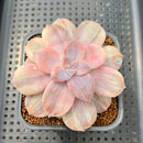 Quetzalcoatlia 'Pentandra Superba' Variegated 3"-4" Succulent Plant Cutting (Formerly Graptopetalum 'Pentandrum Superbum' Variegated)