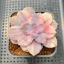 Quetzalcoatlia 'Pentandra Superba' Variegated 3"-4" Succulent Plant Cutting (Formerly Graptopetalum 'Pentandrum Superbum' Variegated)