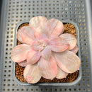 Quetzalcoatlia 'Pentandra Superba' Variegated 3"-4" Succulent Plant Cutting (Formerly Graptopetalum 'Pentandrum Superbum' Variegated)