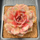 Echeveria sp. 3" Succulent Plant Cutting