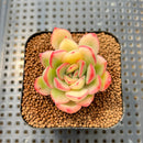 Echeveria 'Sanchez' Variegated 2" Succulent Plant Cutting