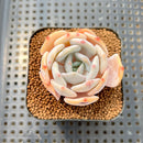 Echeveria 'Chirping Rain' 2" Succulent Plant Cutting