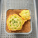 Echeveria sp. 2" Succulent Plant Cutting