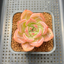 Echeveria 'Pink Champaign' 2" Succulent Plant Cutting