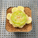 Echeveria 'White Lover' 2" Succulent Plant Cutting