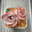 Echeveria 'Odette' 3" Double Head Succulent Plant Cutting