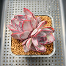 Echeveria 'Odette' 3" Double Head Succulent Plant Cutting