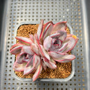 Echeveria 'Odette' 3" Double Head Succulent Plant Cutting