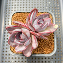 Echeveria 'Odette' 3" Double Head Succulent Plant Cutting