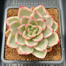 Echeveria 'Pink Champaign' Variegated 3" Succulent Plant Cutting